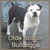 Olde Boston Bulldogge