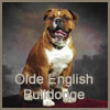 Olde English Bulldogge