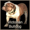 Victorian Bulldog